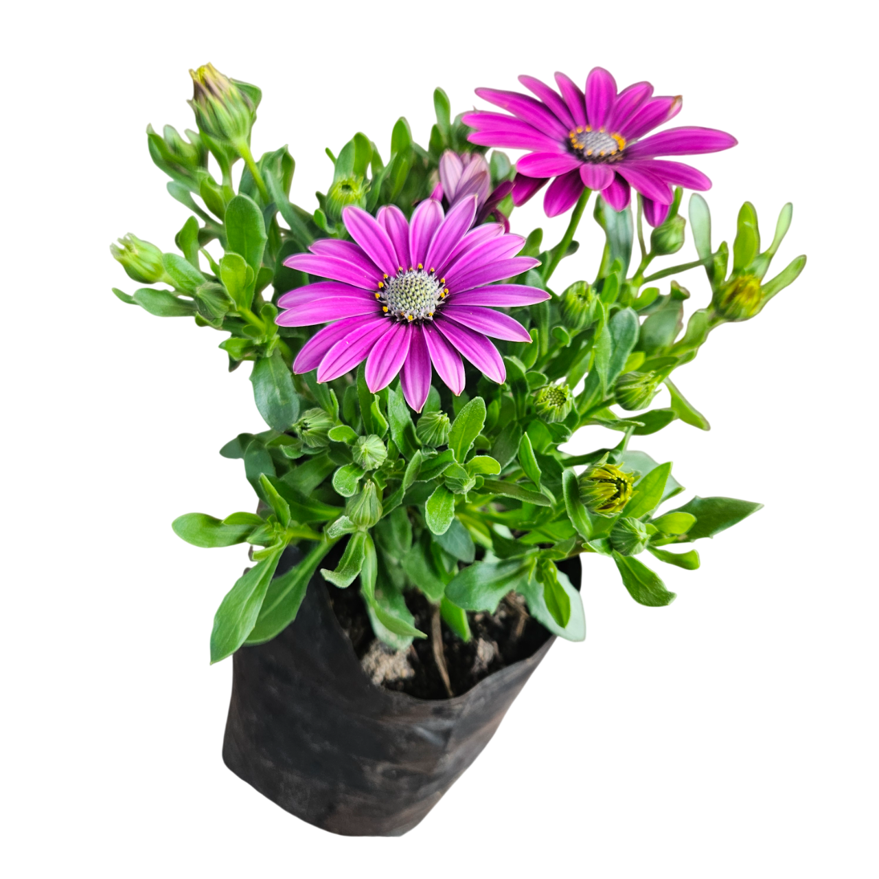 Cape Marguerite (Osteospermum Ecklonis)