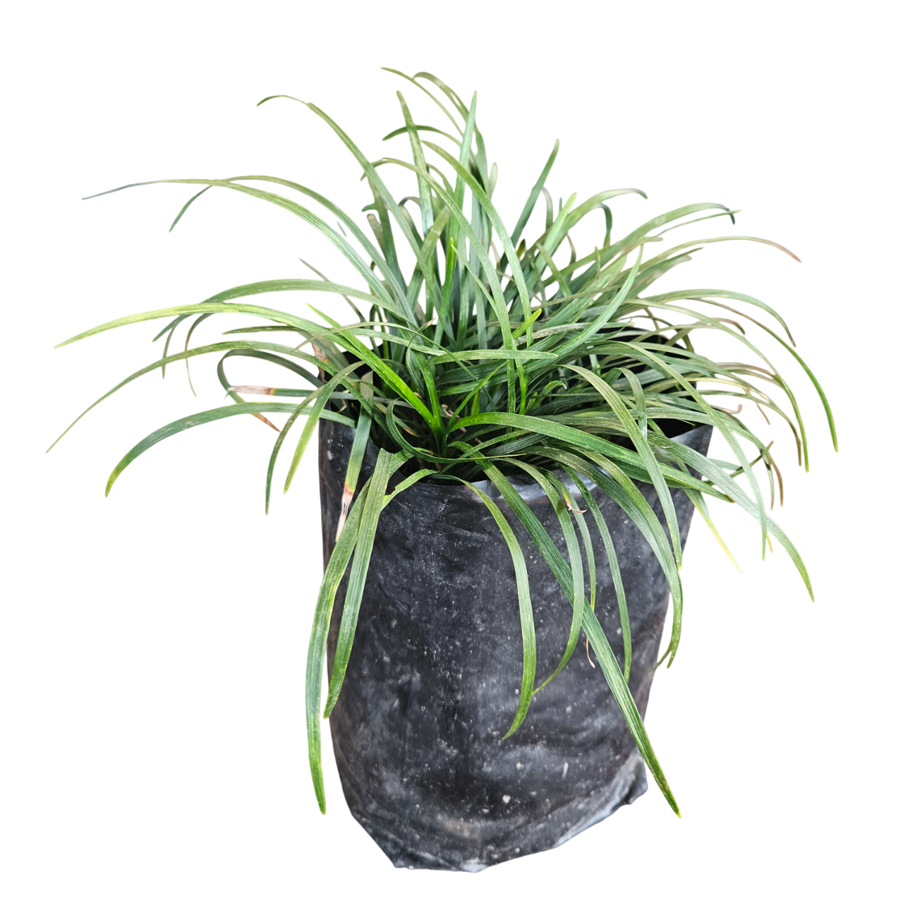 Japanese Sedge 'Evergreen' (Carex Oshimensis 'Evergreen')