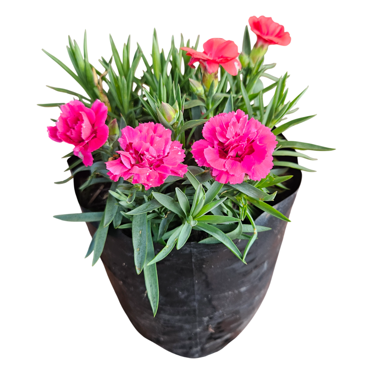 Carnation (Dianthus Caryophyllus)