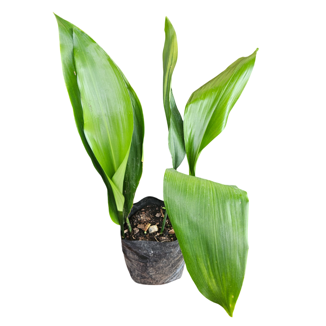 Cast Iron Plant (Aspidistra Elatior)