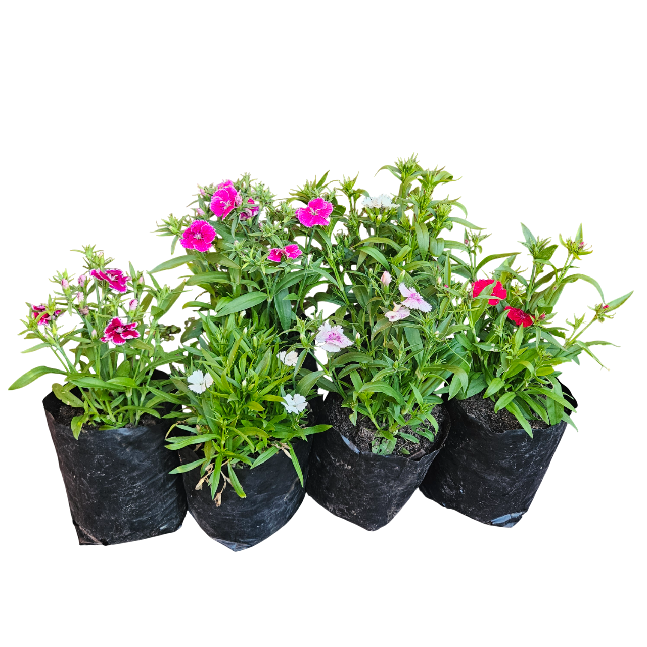 Chinese Pink (Dianthus Chinensis)