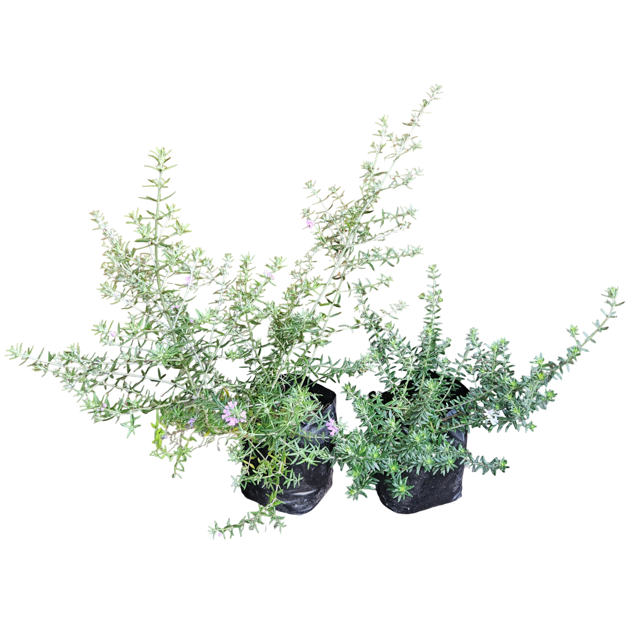 Coastal Rosemary (Westringia Fruticosa)