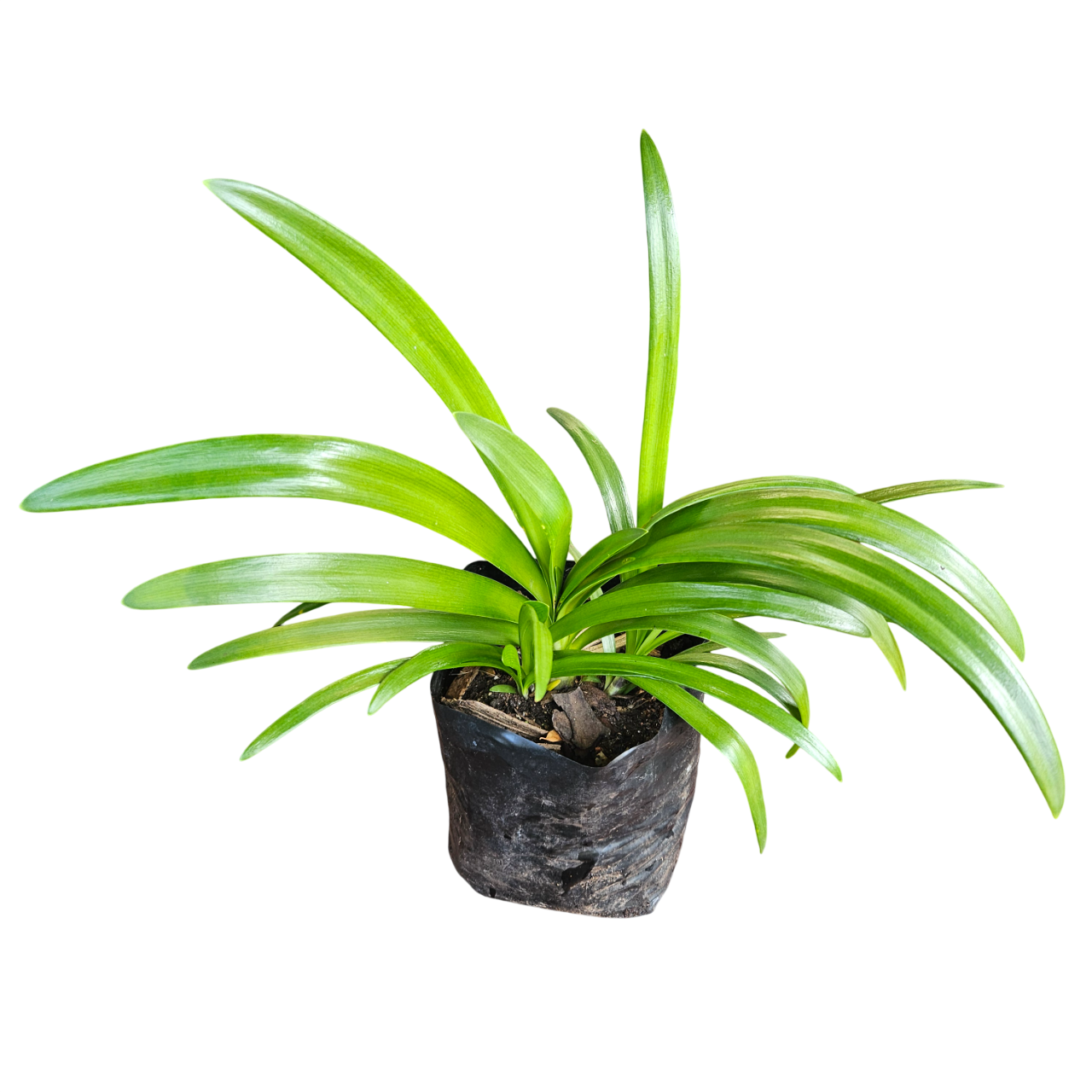 Common Agapanthus (Agapanthus Praecox)