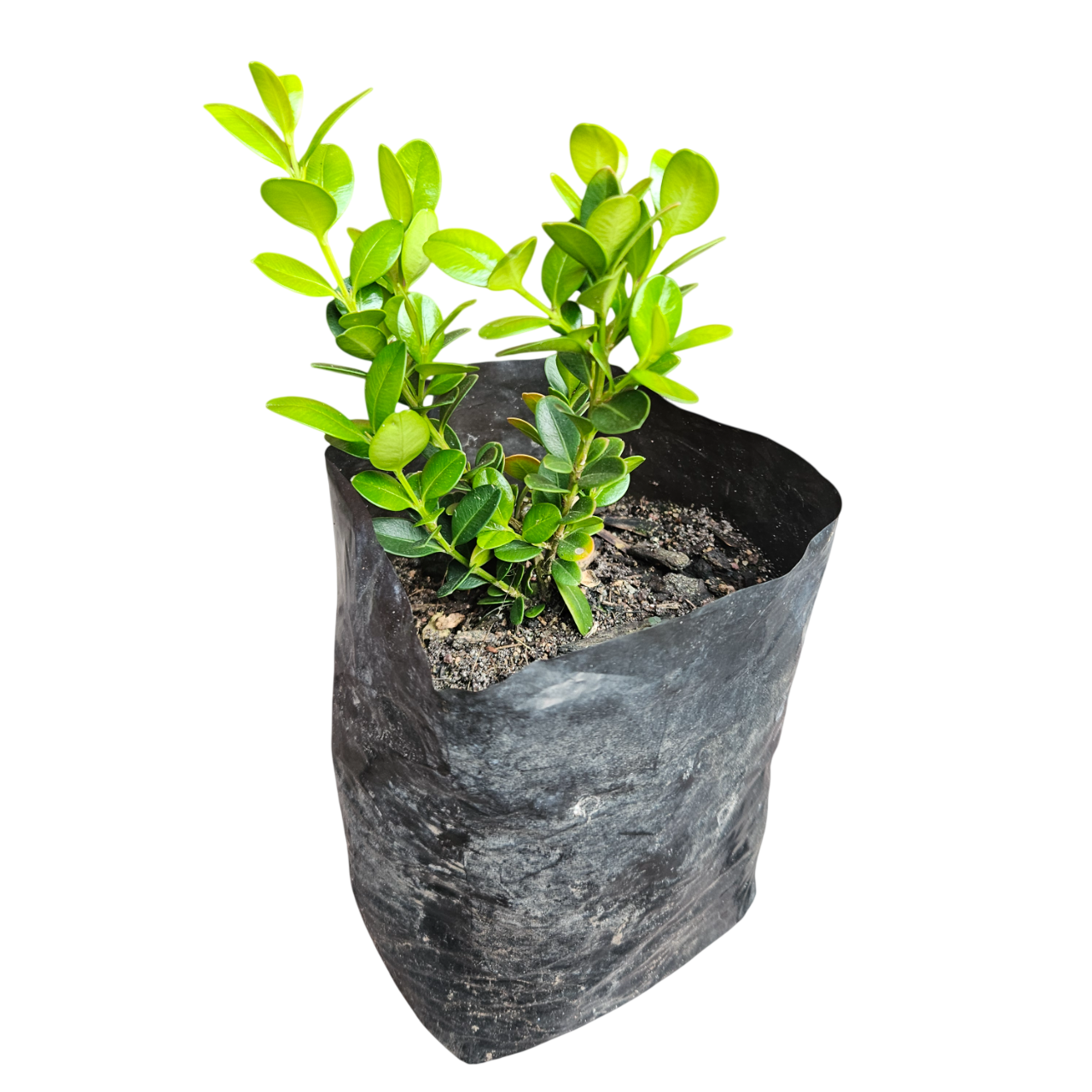 Common Boxwood (Buxus Sempervirens)