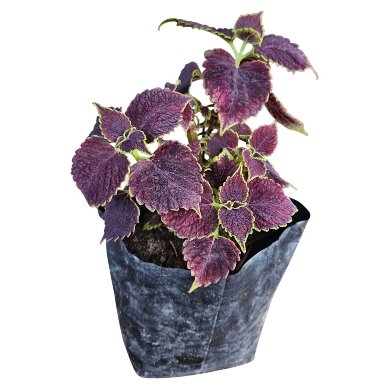 Common Coleus (Coleus Scutellarioides)