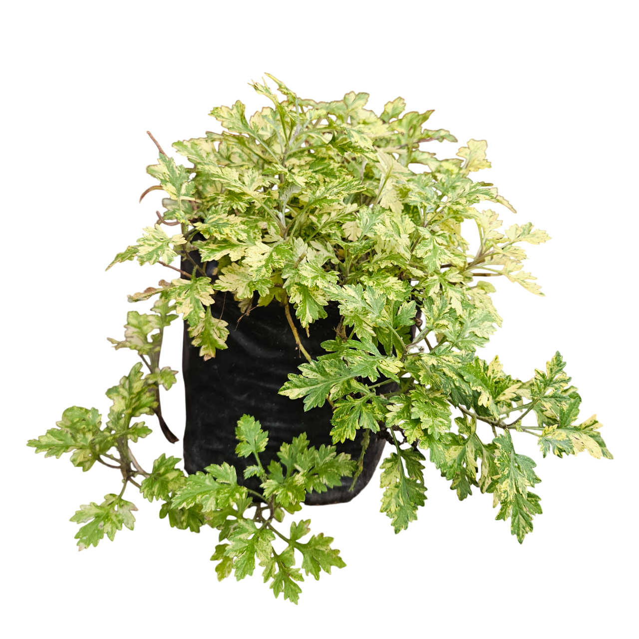 Common Mugwort (Artemisia Vulgaris)