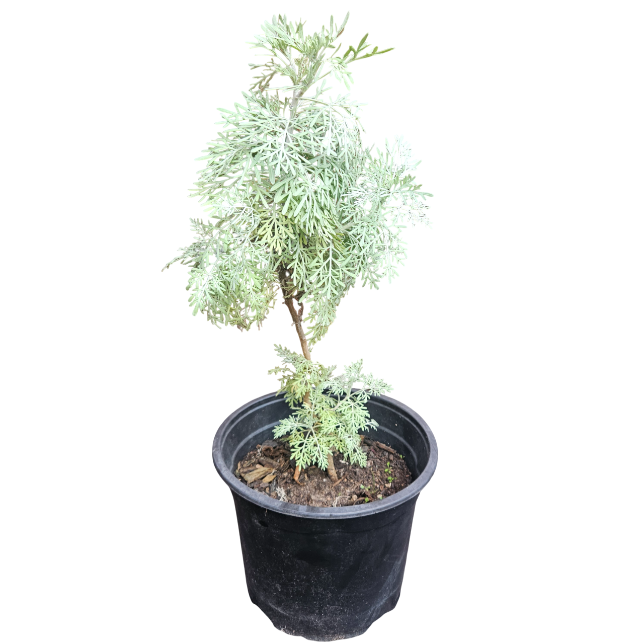 Common Wormwood (Artemisia Absinthium)