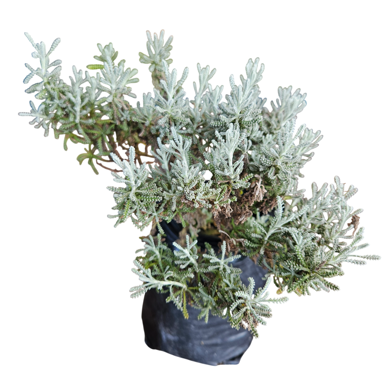 Cotton Lavender (Santolina Chamaecyparissus)