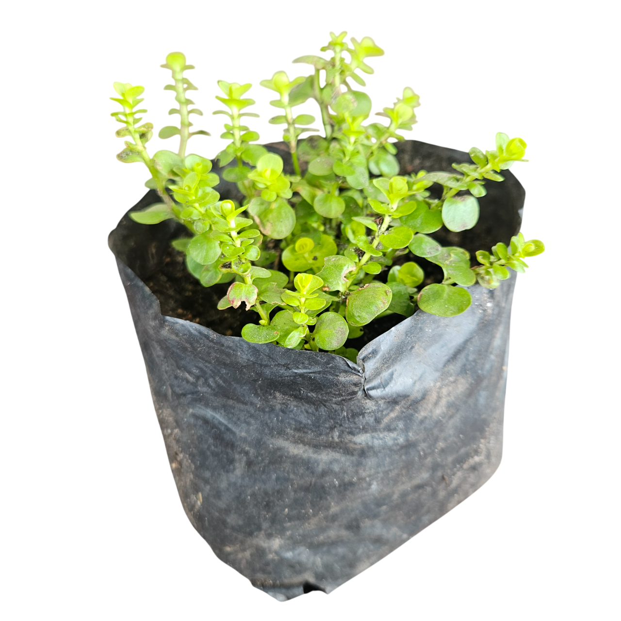 Creeping Jenny (Lysimachia Nummularia)