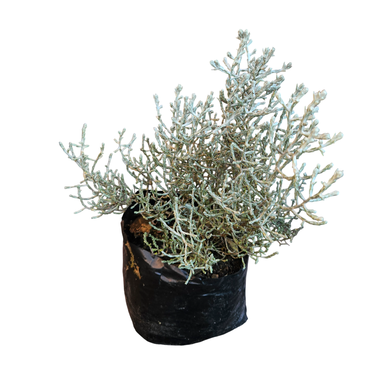 Cushion Bush (Leucophyta Brownii)