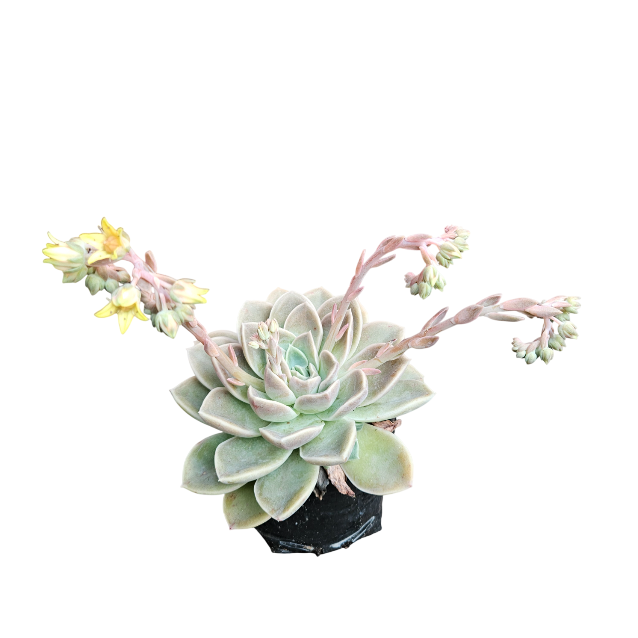 Desert Rose (Graptoveria 'Caerulescens')