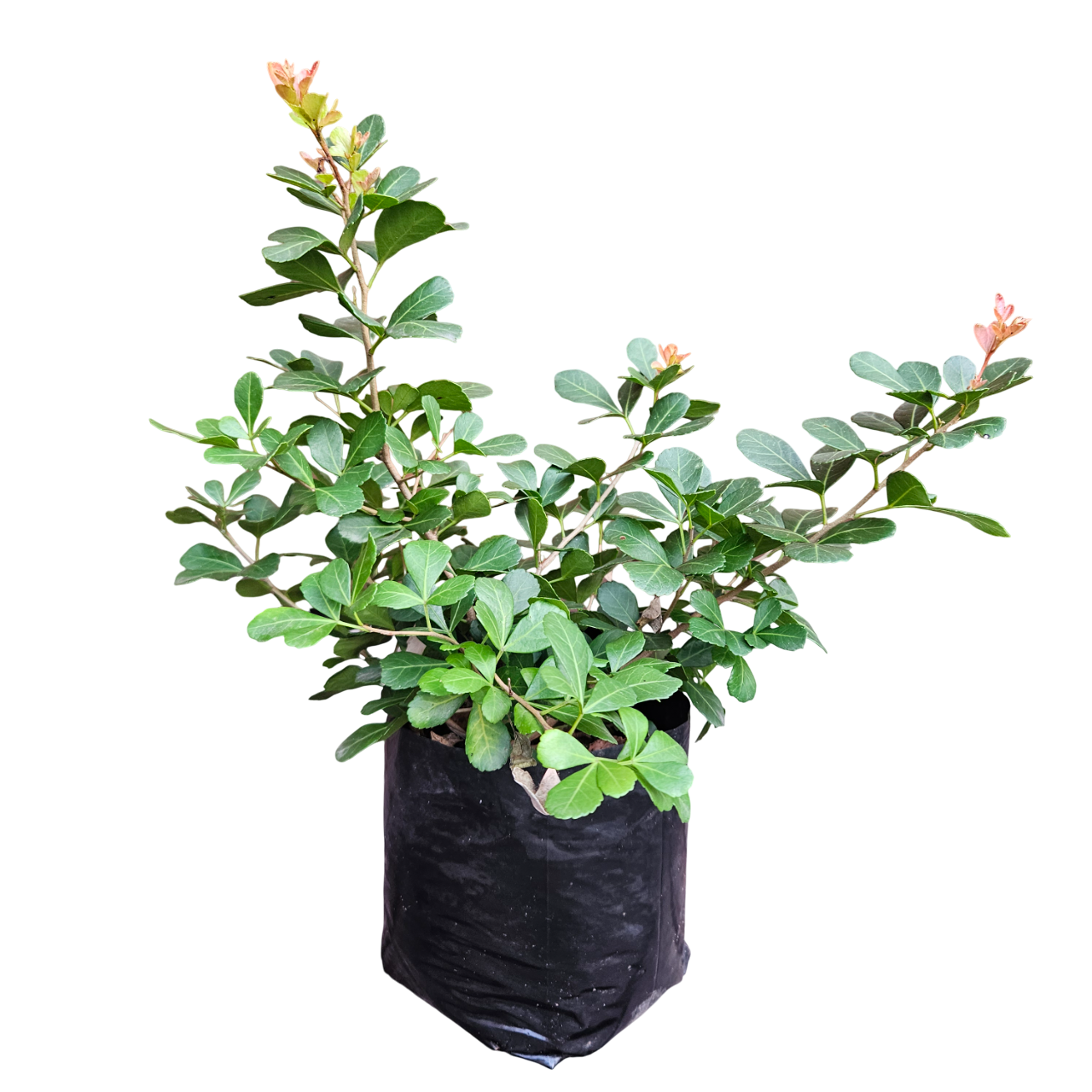 Dune Crowberry (Searsia Crenata, syn. Rhus Crenata)