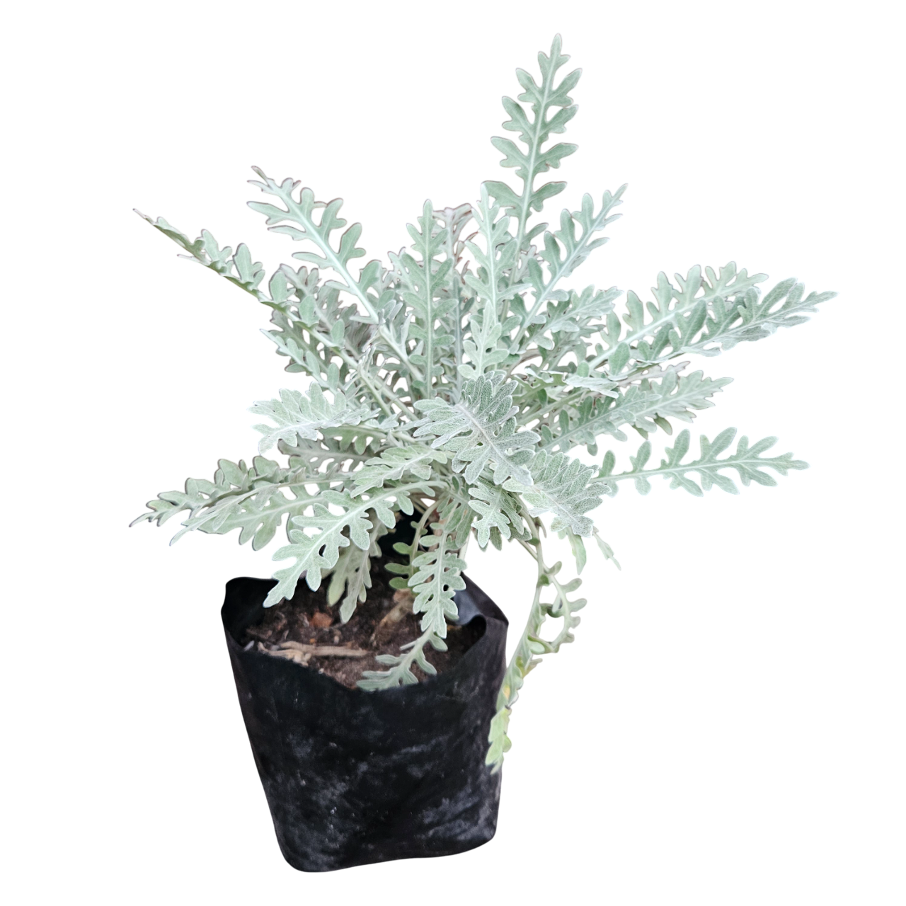 Dusty Miller (Jacobaea Maritima)