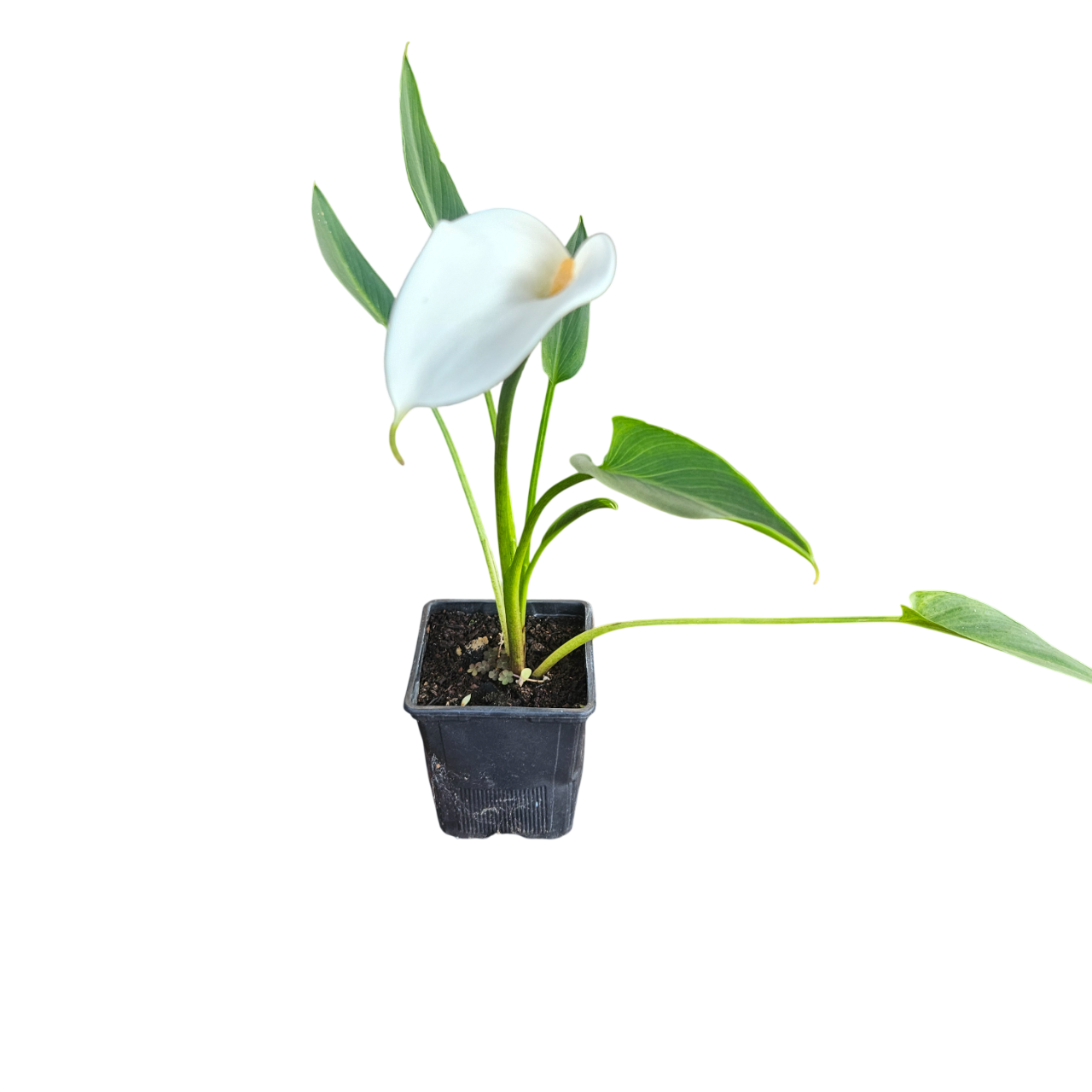 Dwarf Arum Lily (Zantedeschia Aethiopica 'Childsiana')