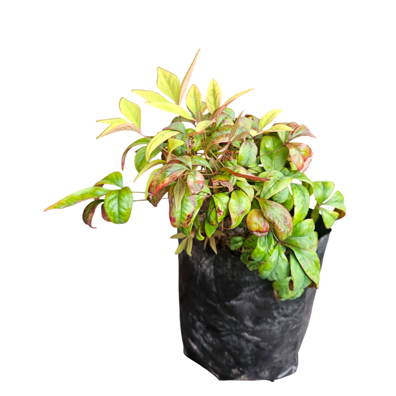 Dwarf Heavenly Bamboo (Nandina Domestica 'Pygmaea')