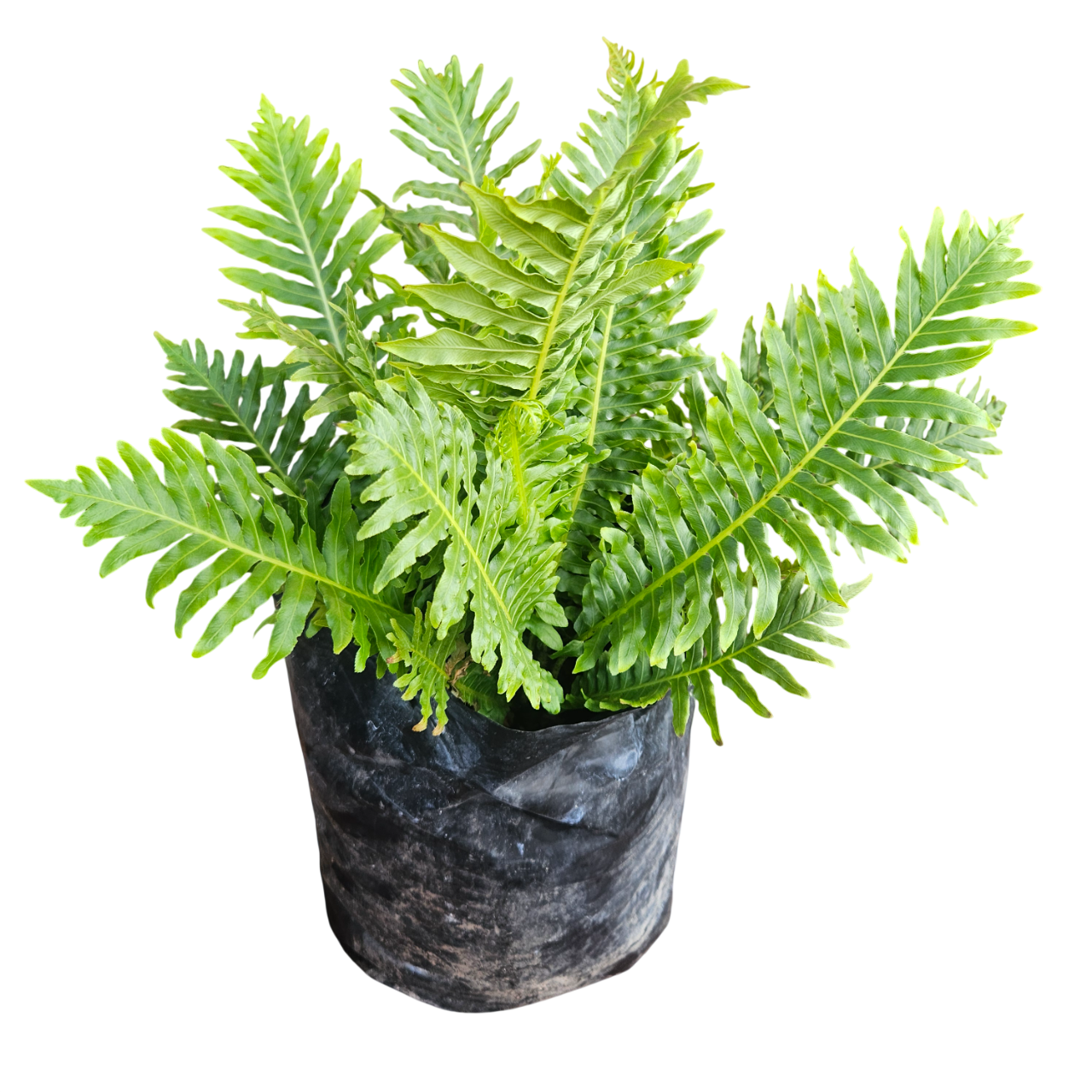 Dwarf Tree Fern (Blechnum Gibbum)