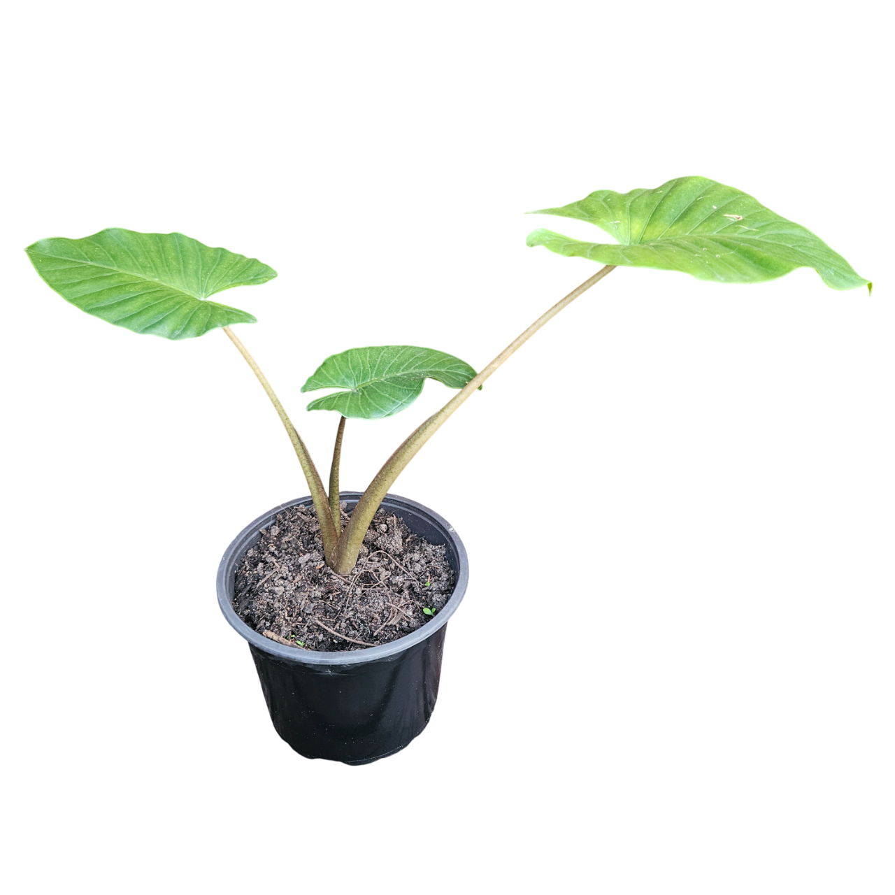 Elephant's Ear (Colocasia Esculenta)