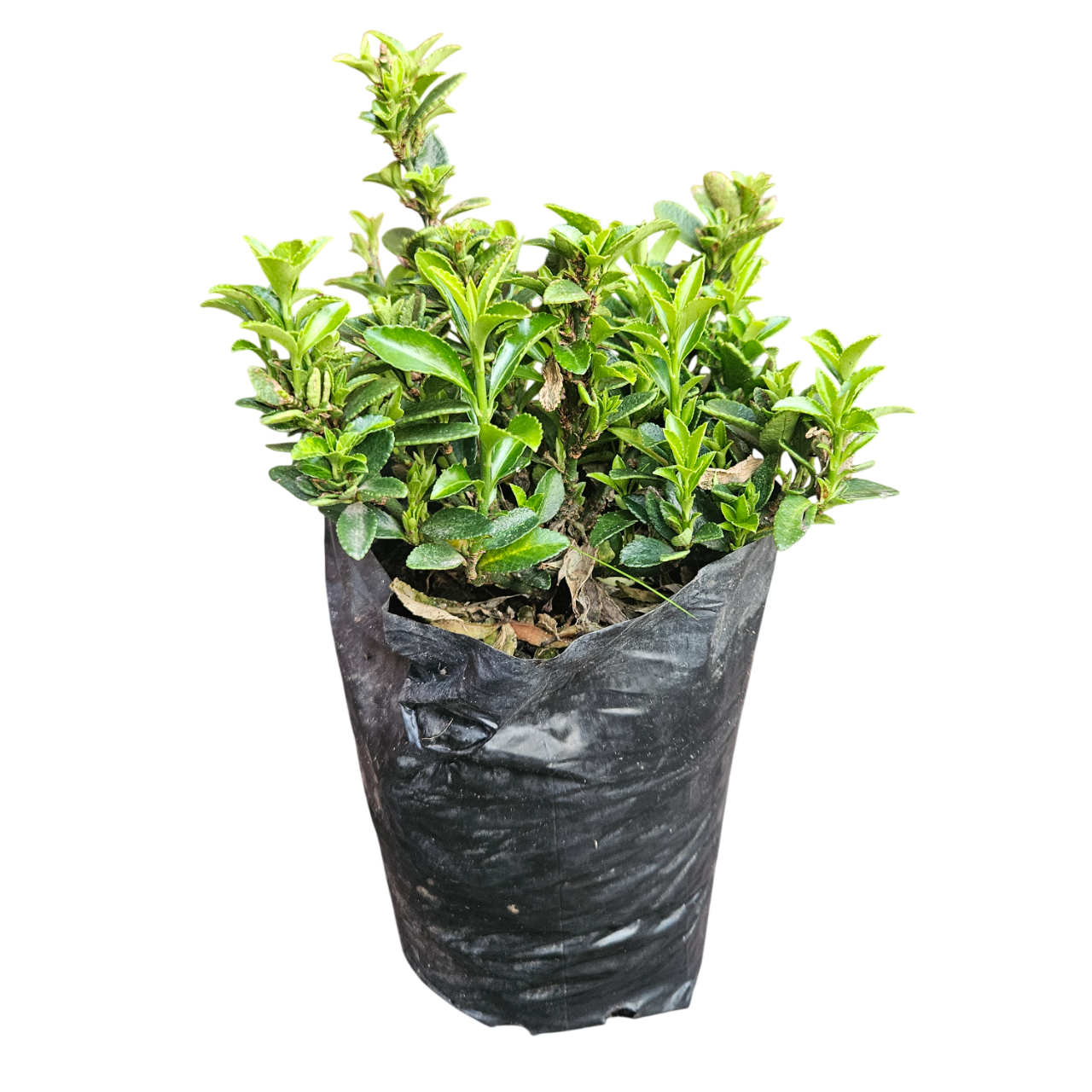 Evergreen Spindle (Euonymus Japonicus)