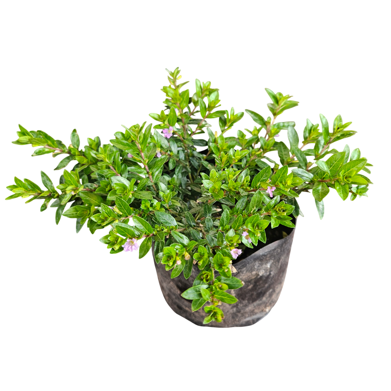 False Heather (Cuphea Hyssopifolia)