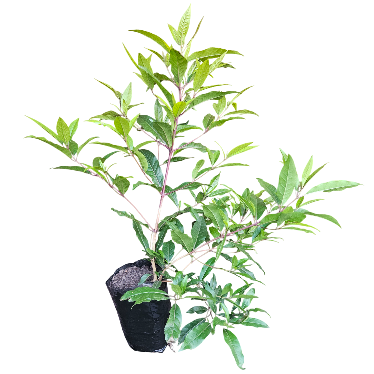 Forest Elder (Nuxia Floribunda)