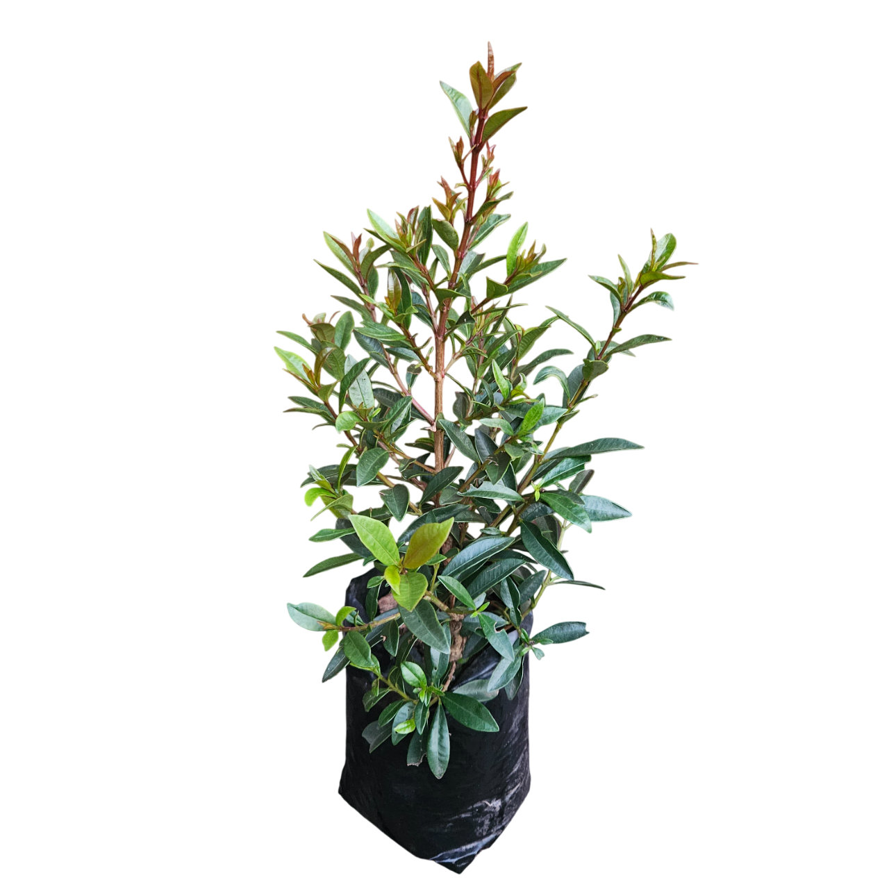 Forest Myrtle (Eugenia Natalitia)