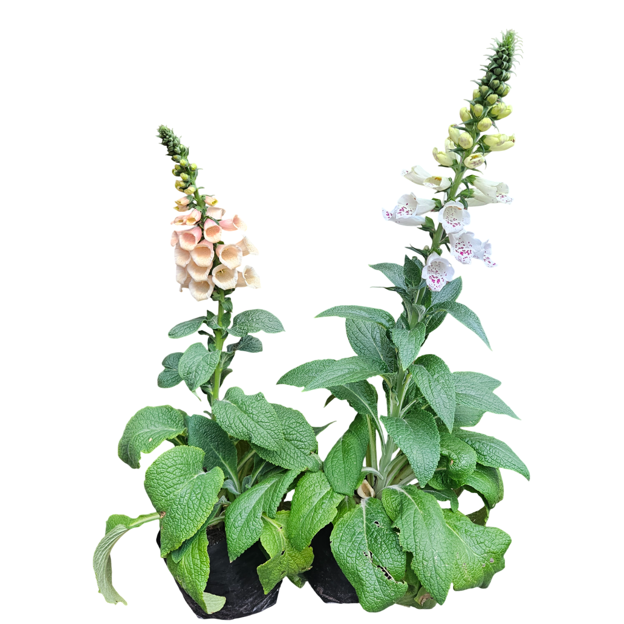 Foxglove (Digitalis Purpurea)