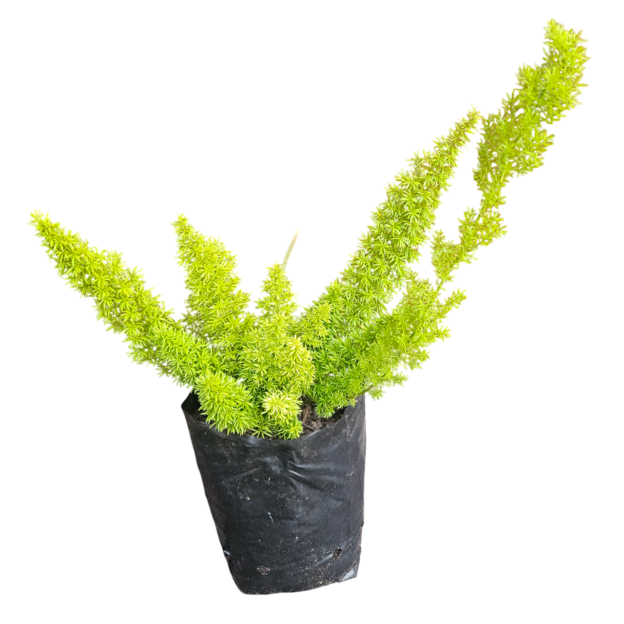 Foxtail Fern (Asparagus Densiflorus 'Meyersii')