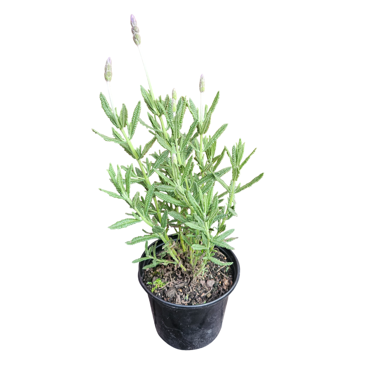French Lavender (Lavandula Dentata)