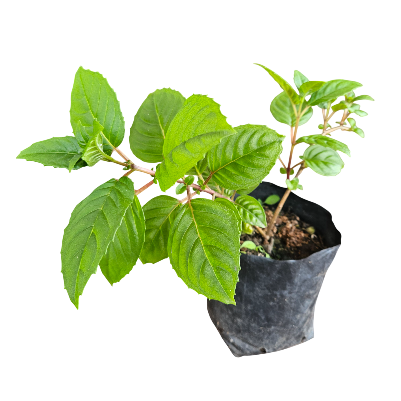 Fuchsia (Fuchsia Magellanica)