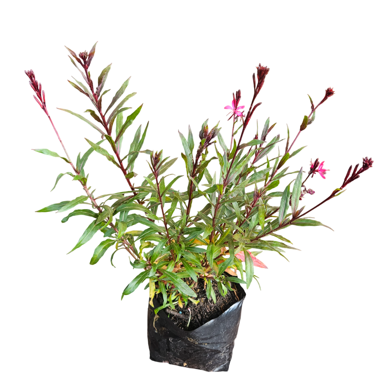 Gaura (Oenothera Lindheimeri) - Image 3