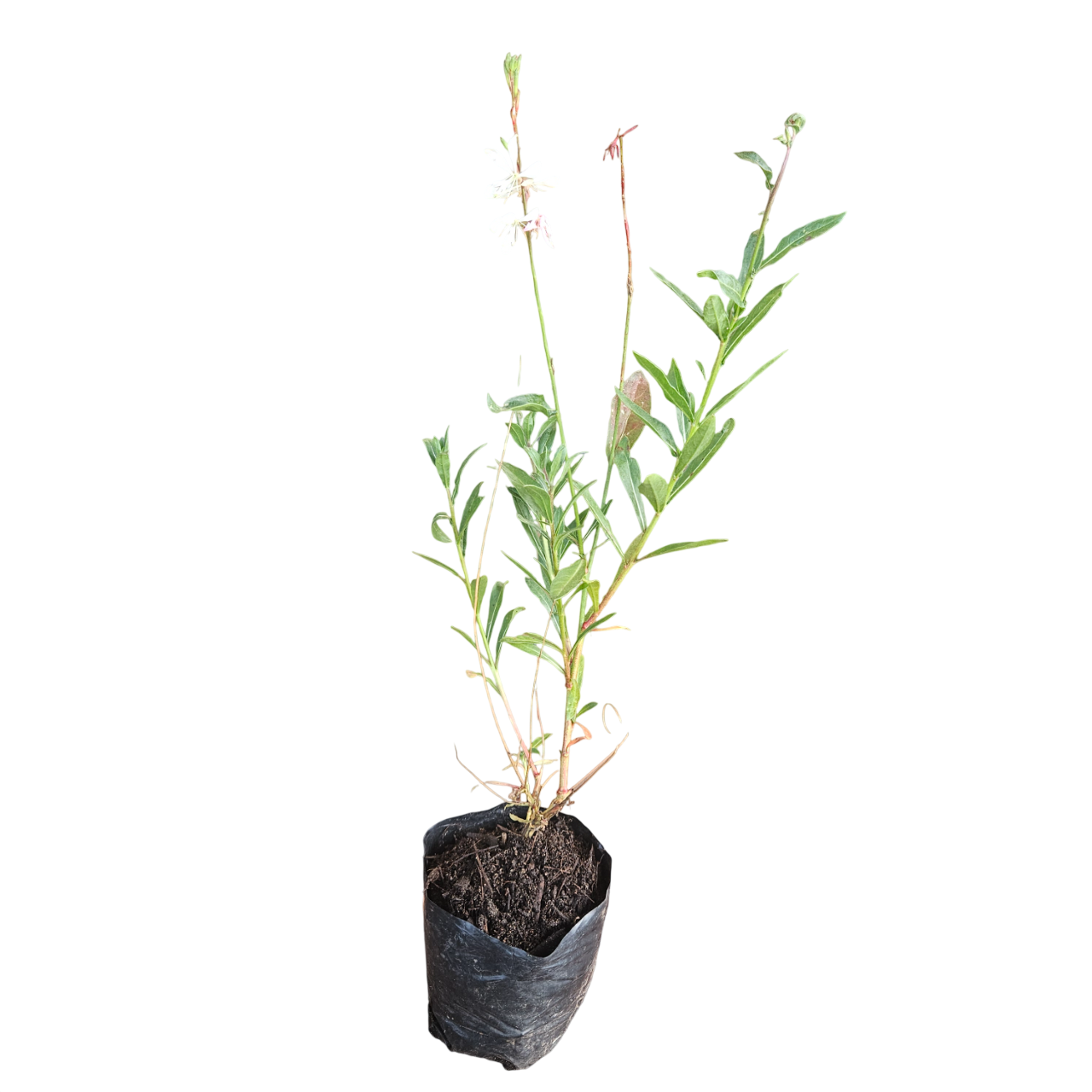 Gaura (Oenothera Lindheimeri)