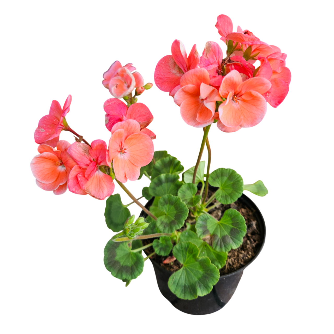 Common Geranium (Pelargonium Hortorum)