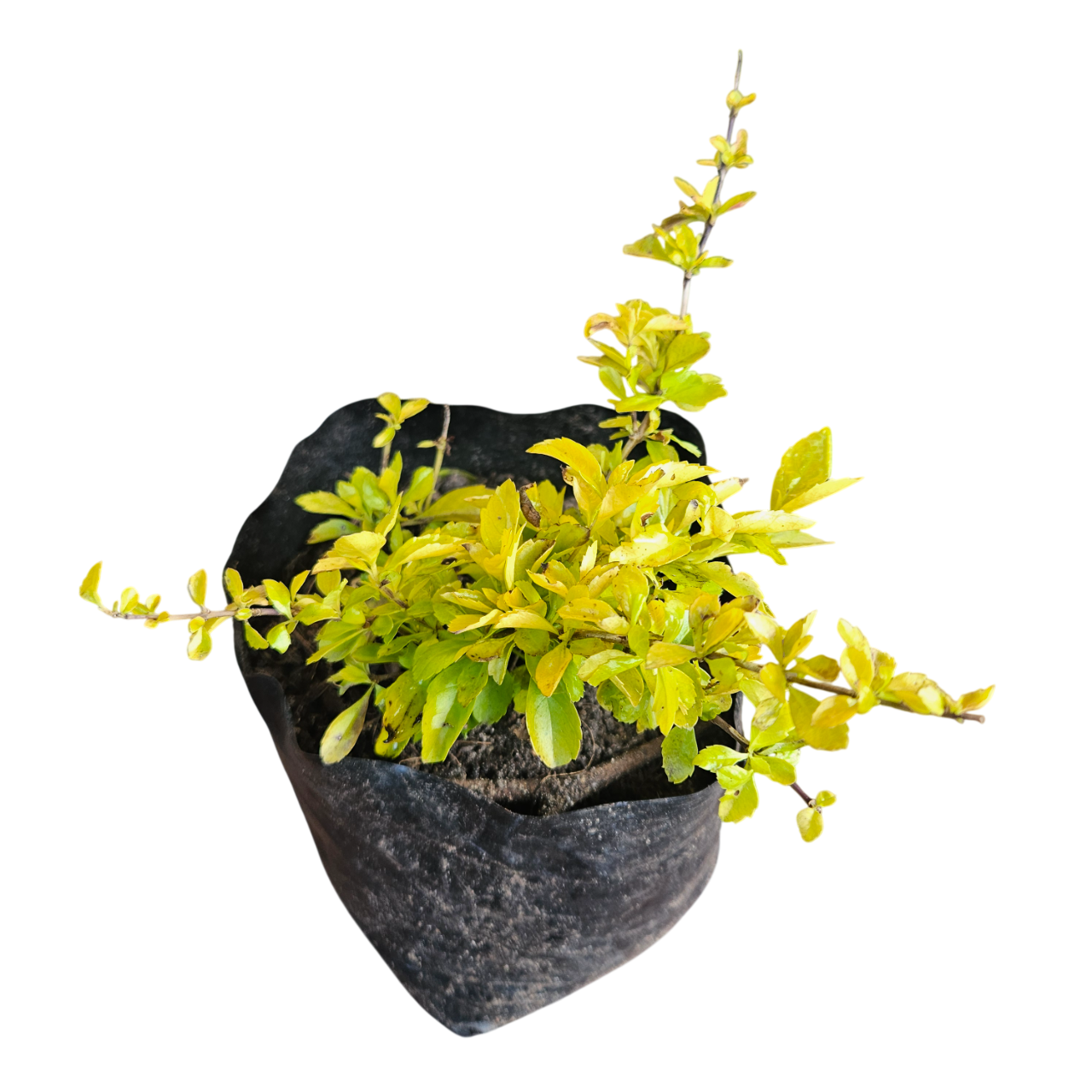 Golden Dewdrops (Duranta Erecta 'Gold Mine')