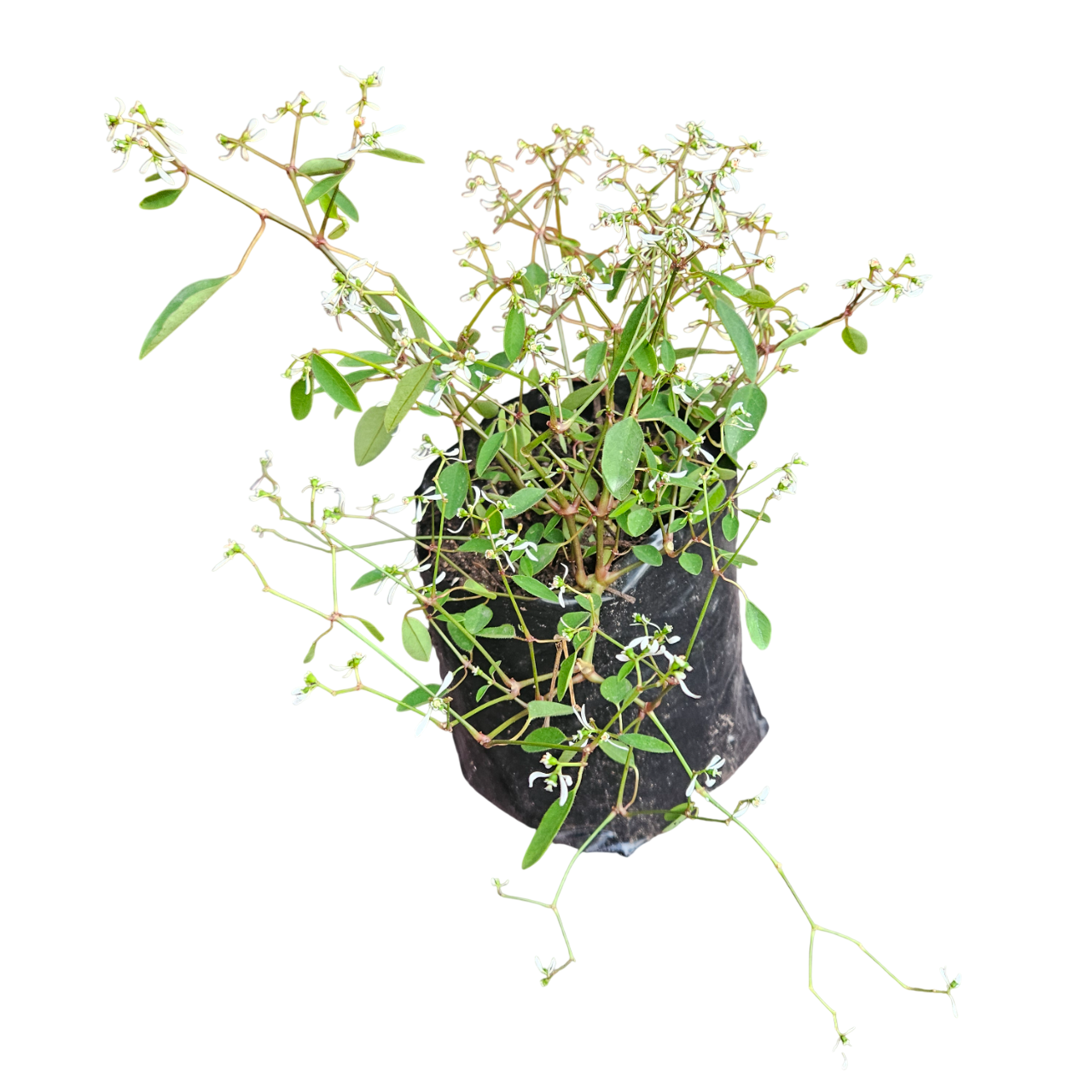 Graceful Spurge (Euphorbia Hypericifolia 'Diamond Frost')