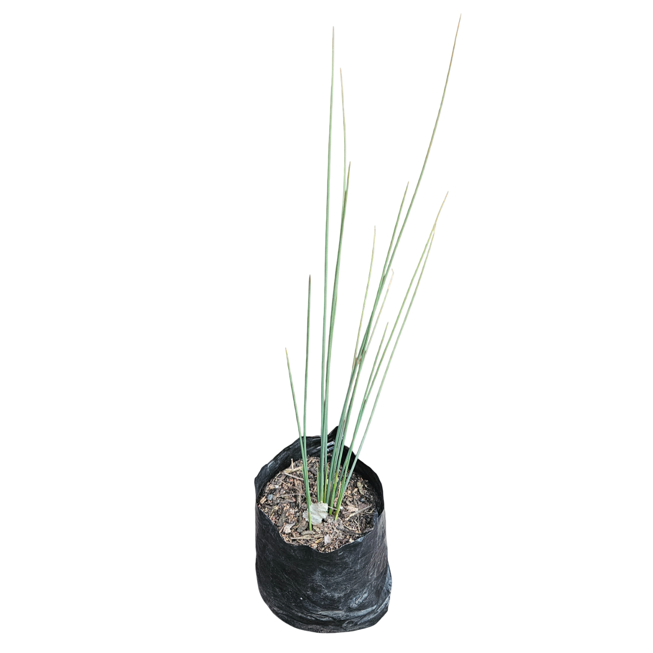 Hard Rush (Juncus Inflexus)