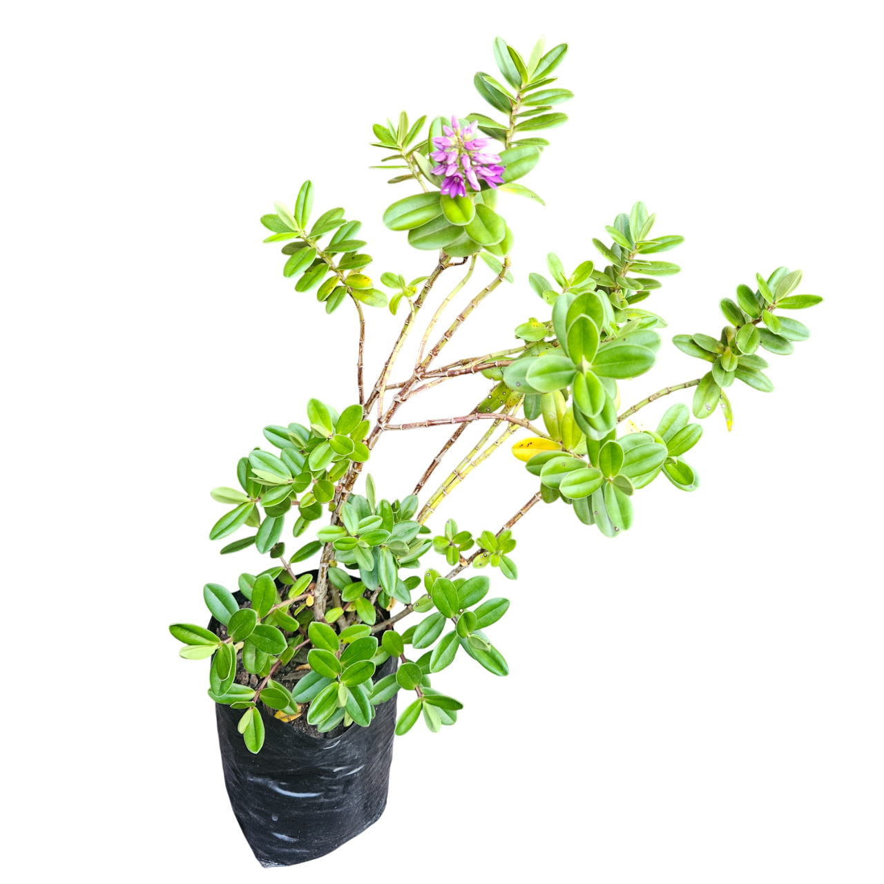 Hebe (Veronica Speciosa, syn. Hebe Speciosa)