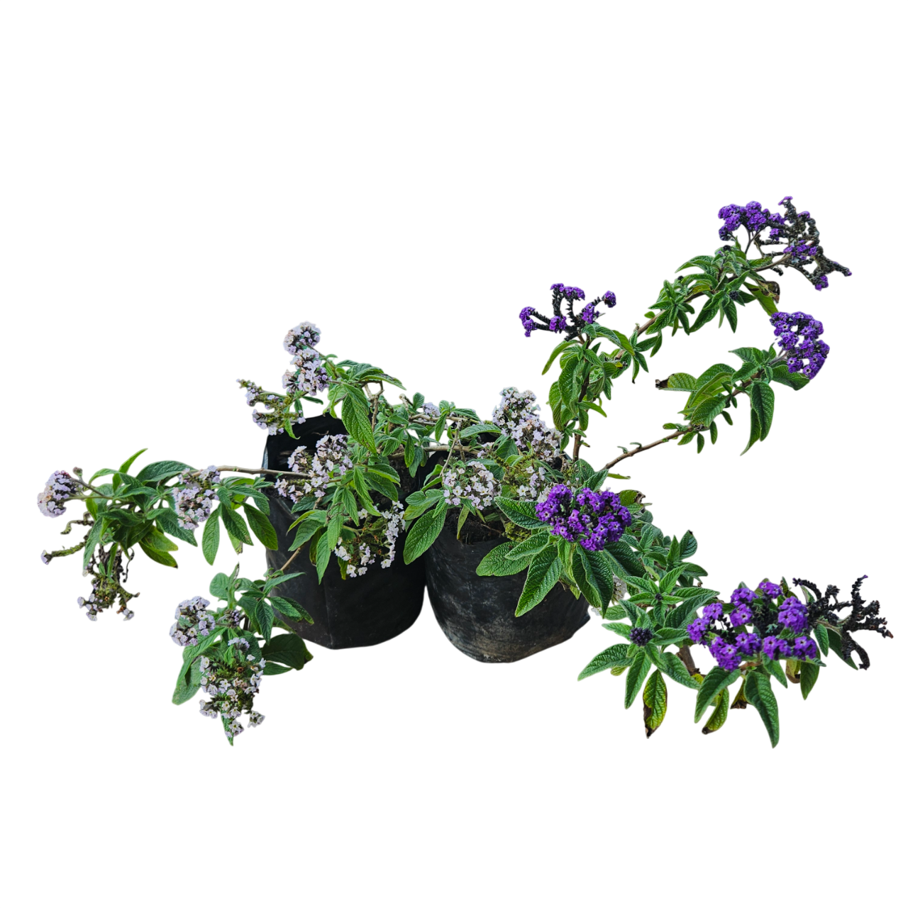 Heliotrope (Heliotropium Arborescens)