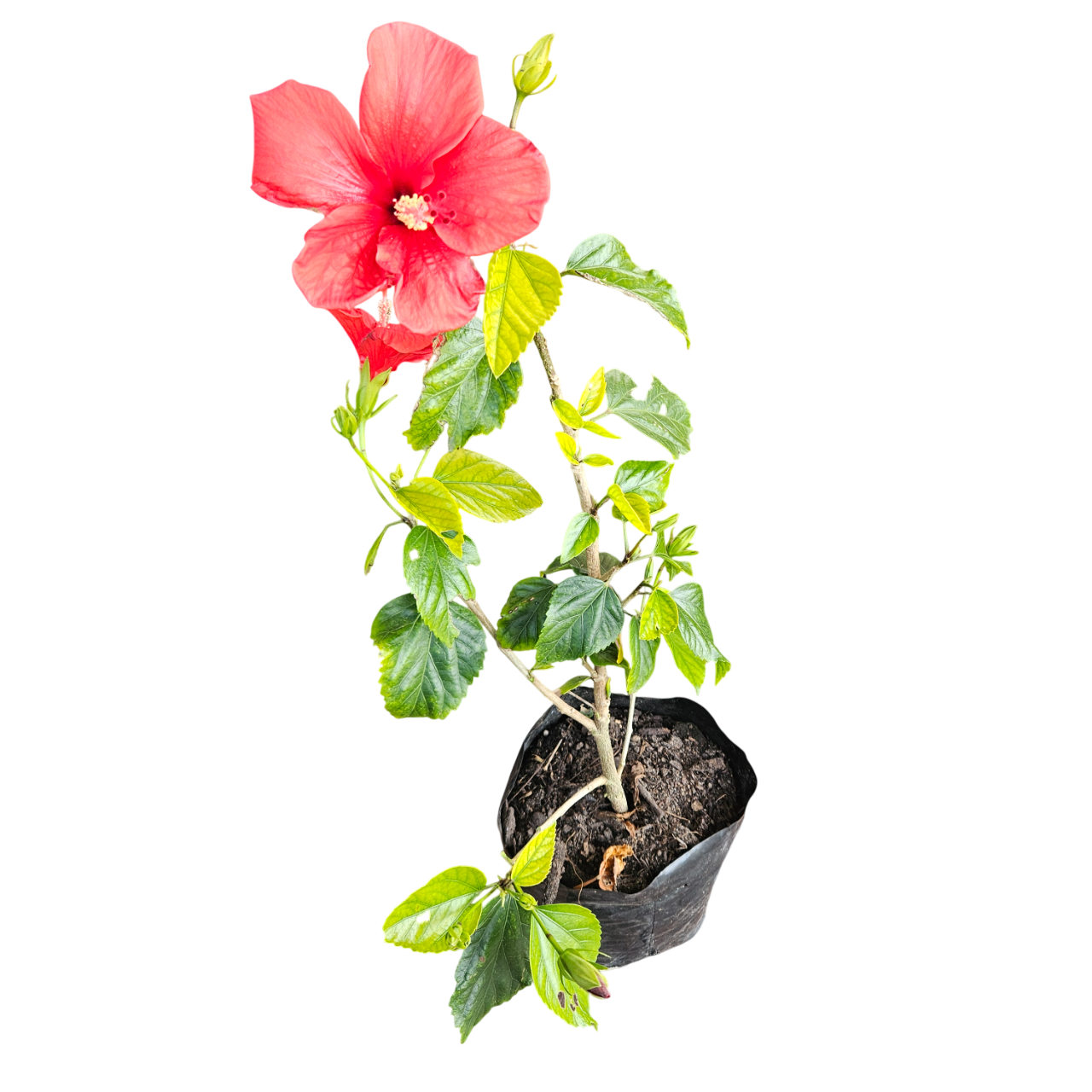 Hibiscus (Hibiscus Rosa-sinensis)