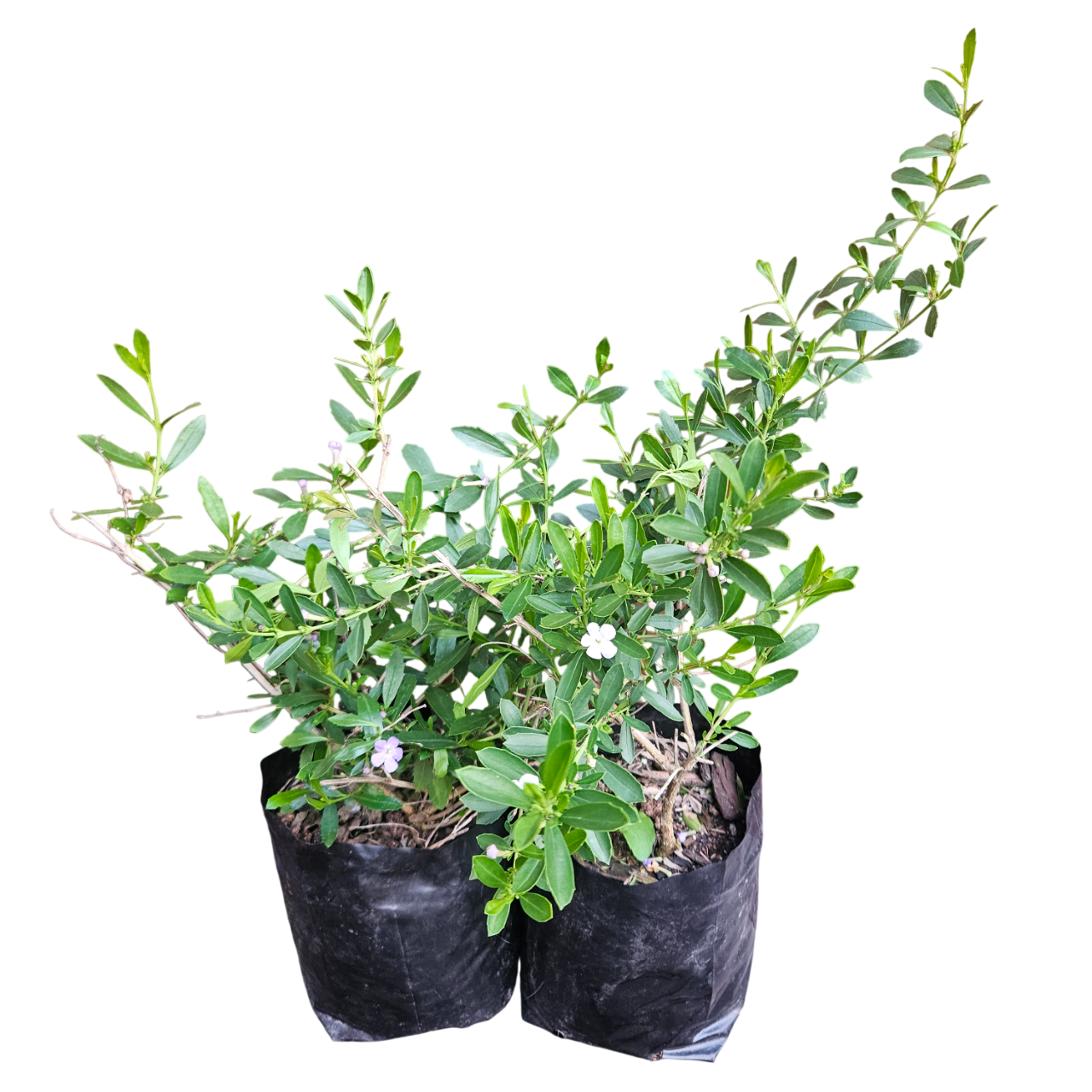 Honeybell Bush (Freylinia Tropica)