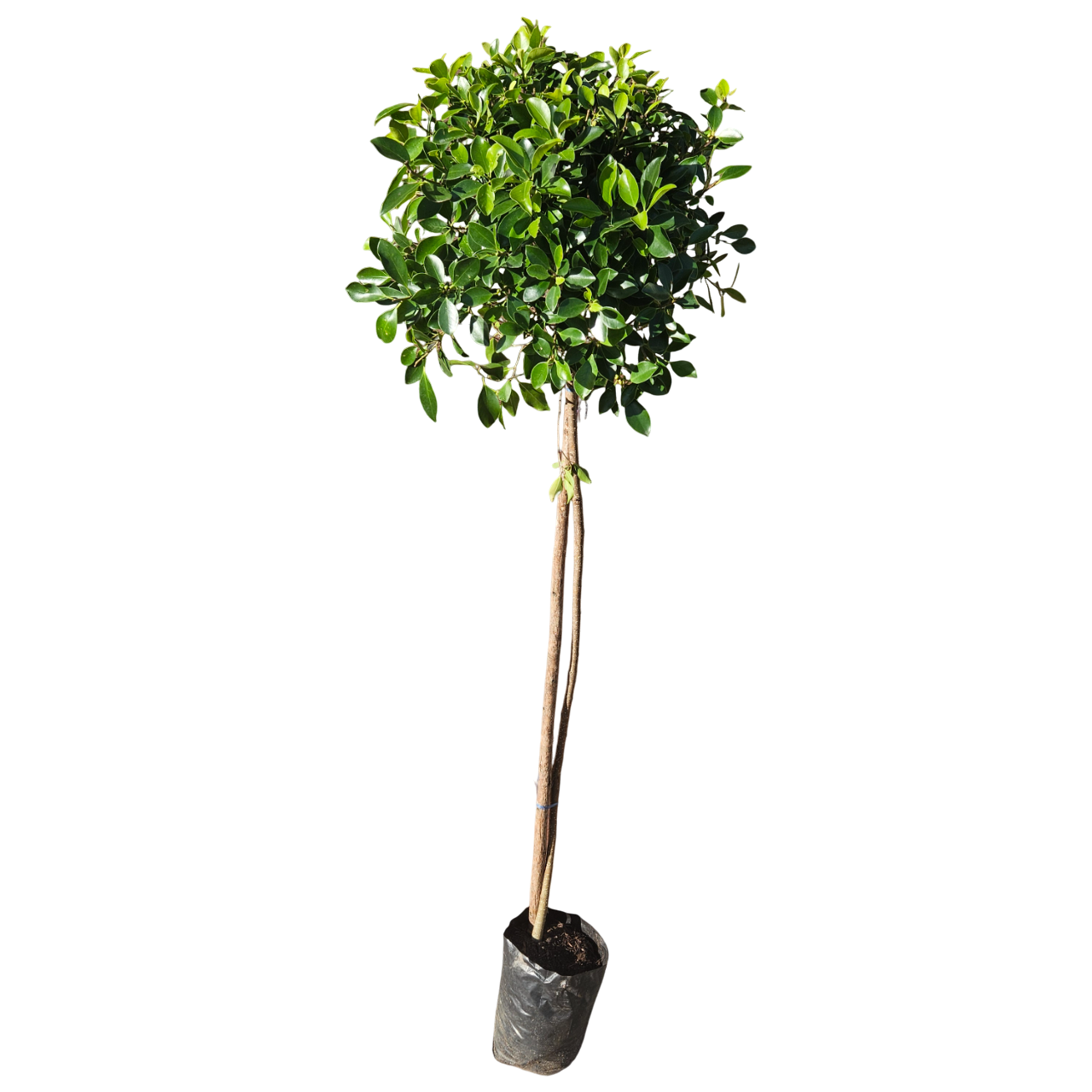 Indian Laurel Standard Tree (Ficus Microcarpa)