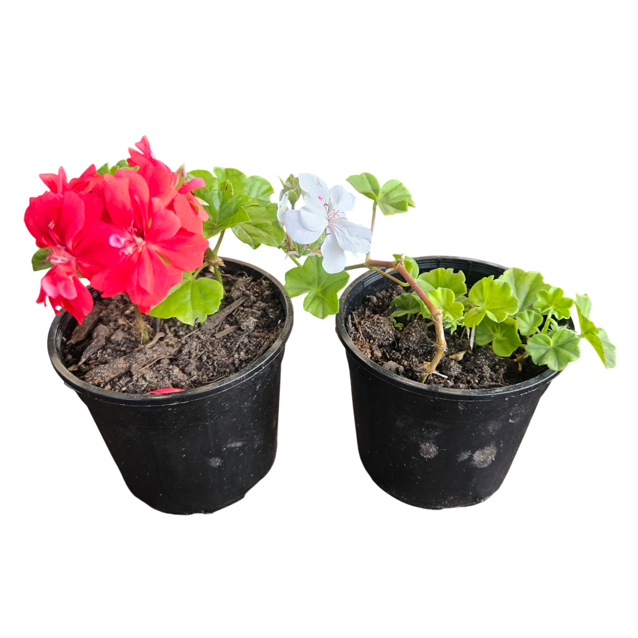 Ivy Geranium (Pelargonium Peltatum)