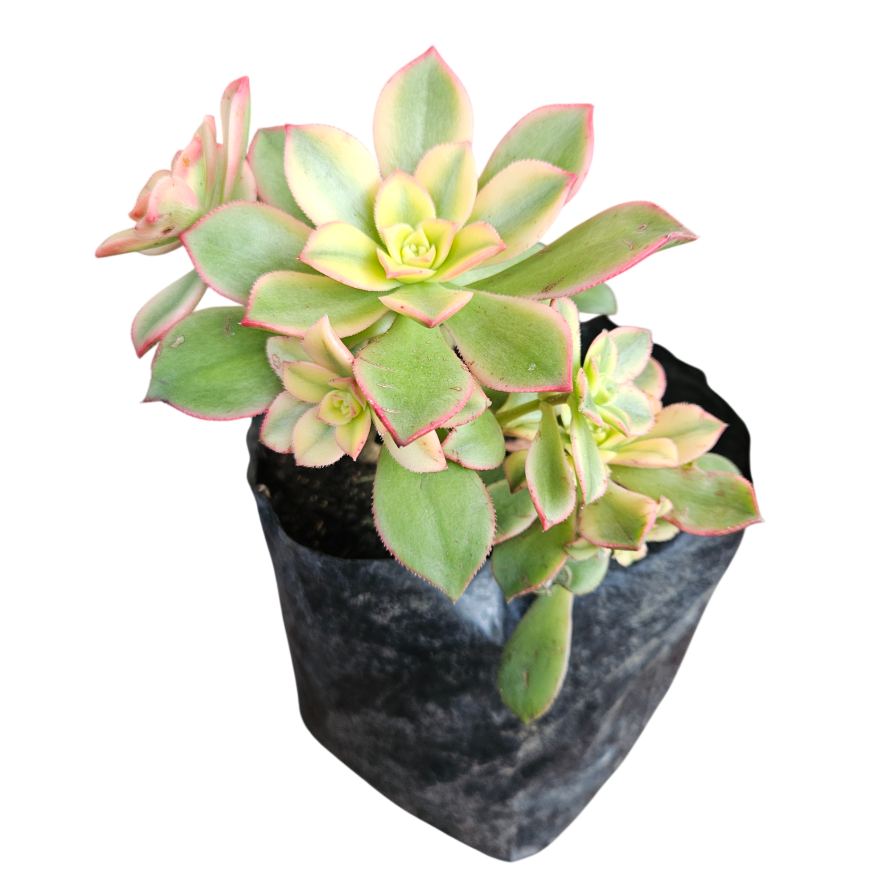 Kiwi Aeonium (Aeonium Haworthii 'Kiwi')