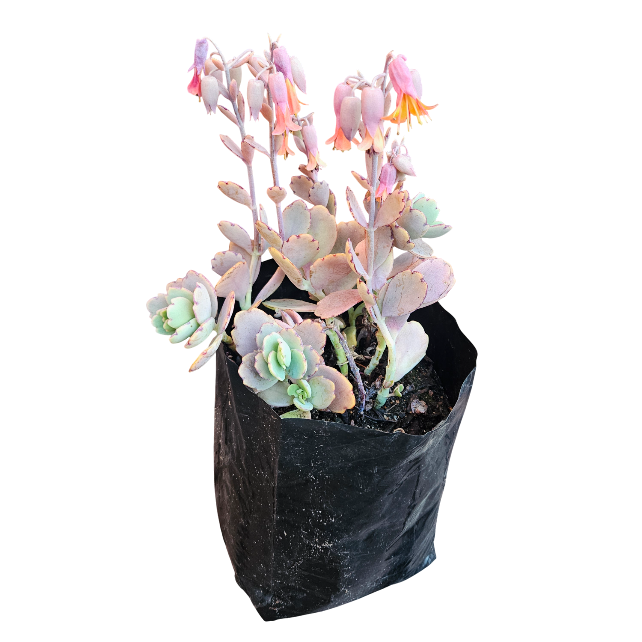 Lavender Scallops (Kalanchoe Fedtschenkoi, syn. Bryophyllum Fedtschenkoi)