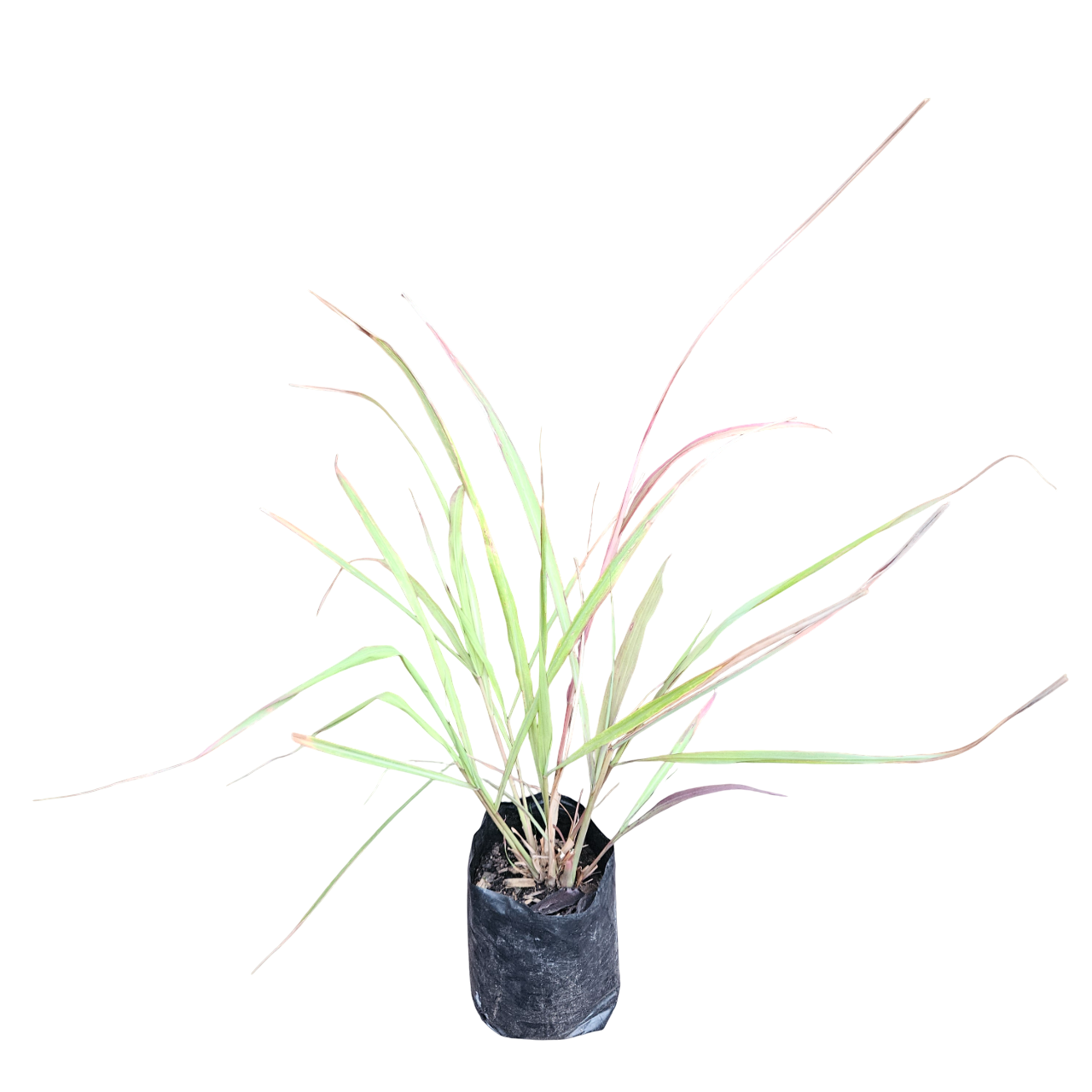 Lemon Grass (Cymbopogon Citratus)