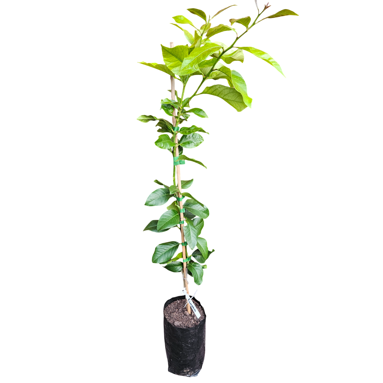 Eureka Lemon Tree (Citrus Limon 'Eureka')