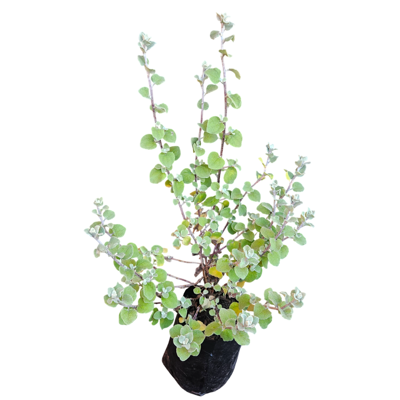 Licorice Plant (Helichrysum Petiolare)