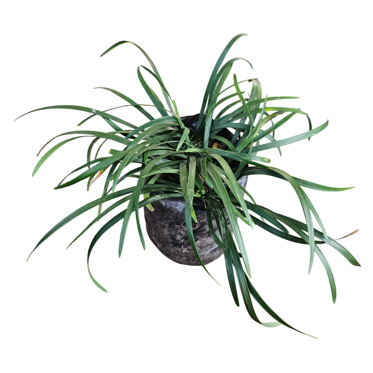 Lilyturf (Liriope Muscari)
