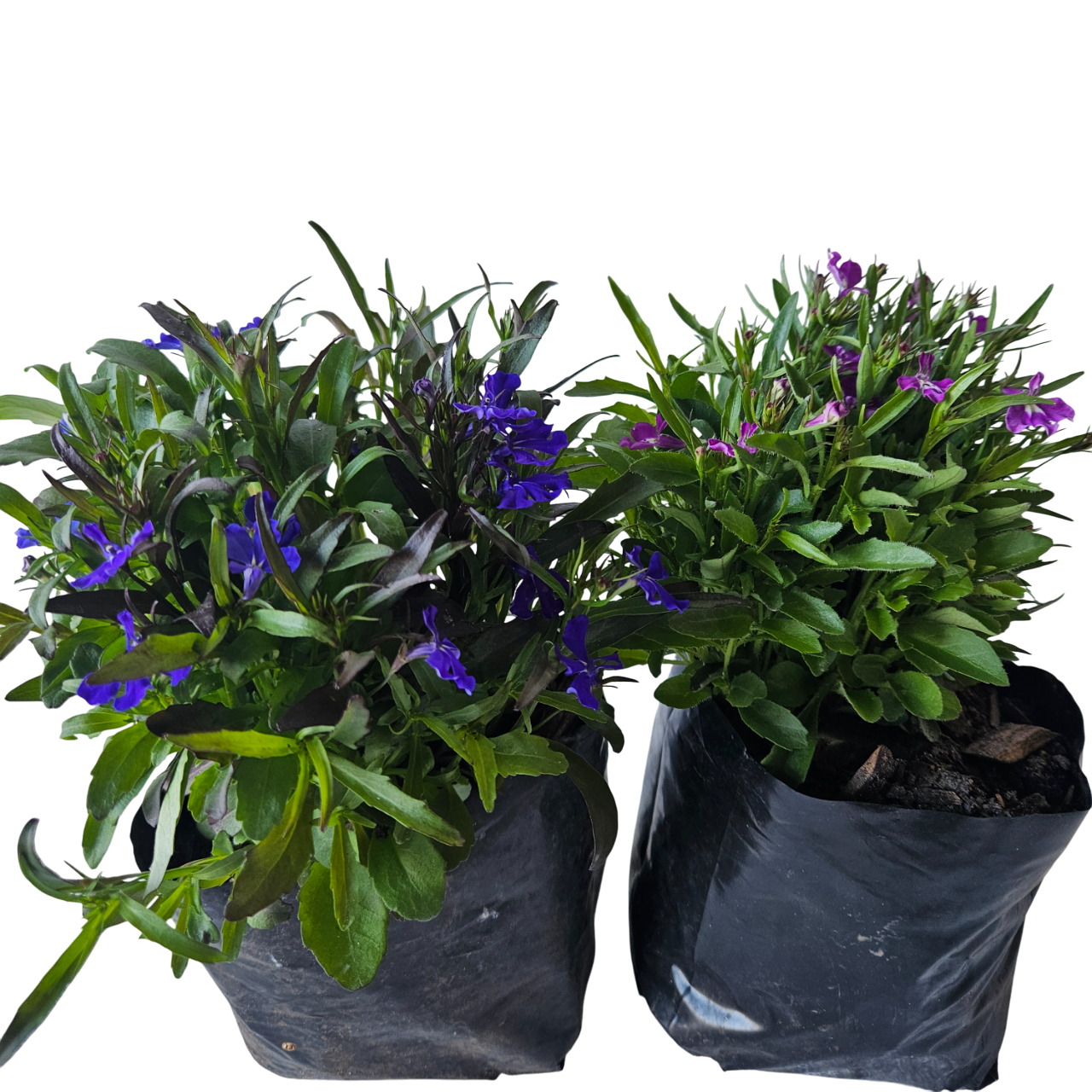 Lobelia (Lobelia Erinus)