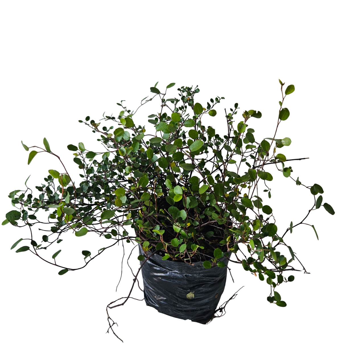Angel Vine (Muehlenbeckia Complexa)