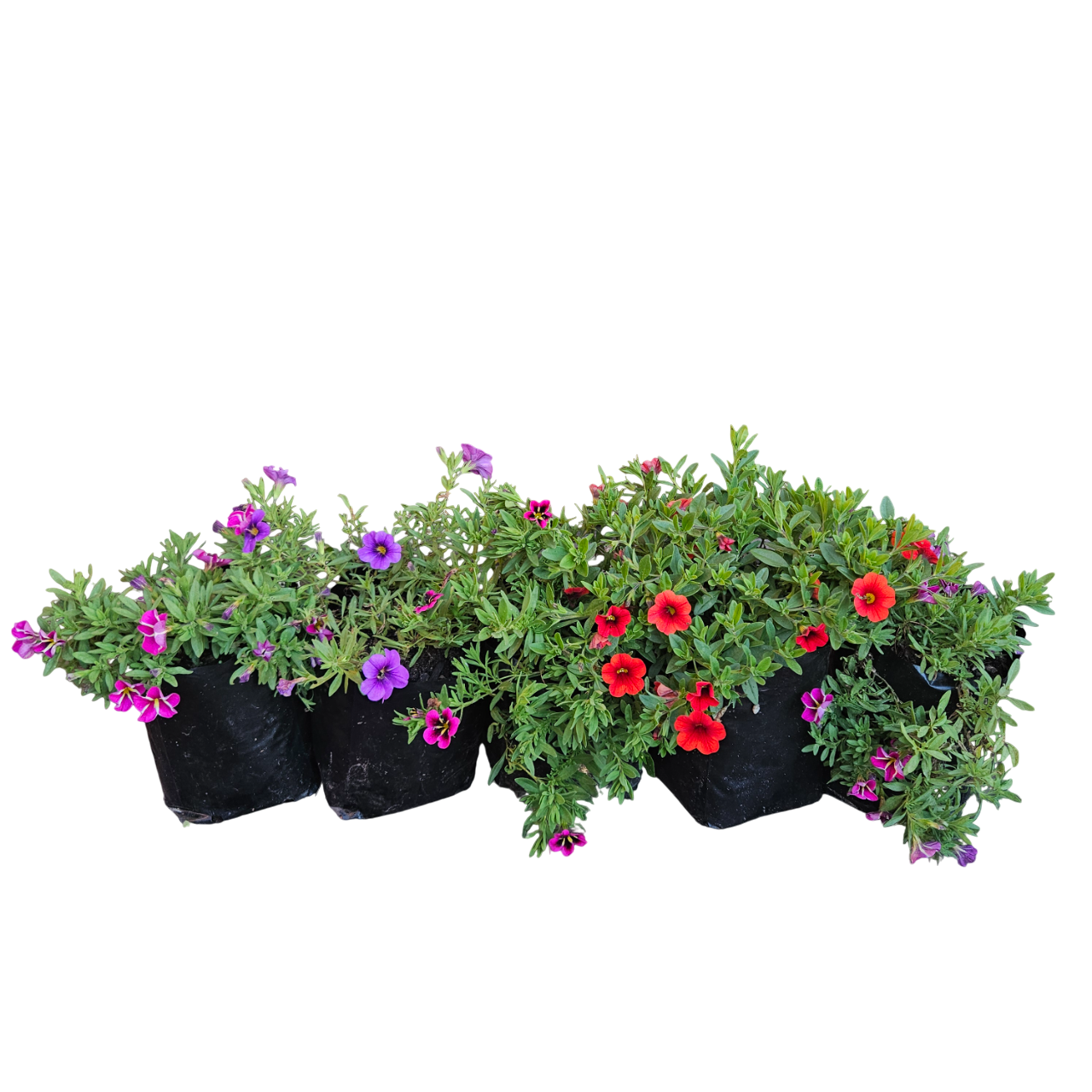 Million Bells (Calibrachoa)